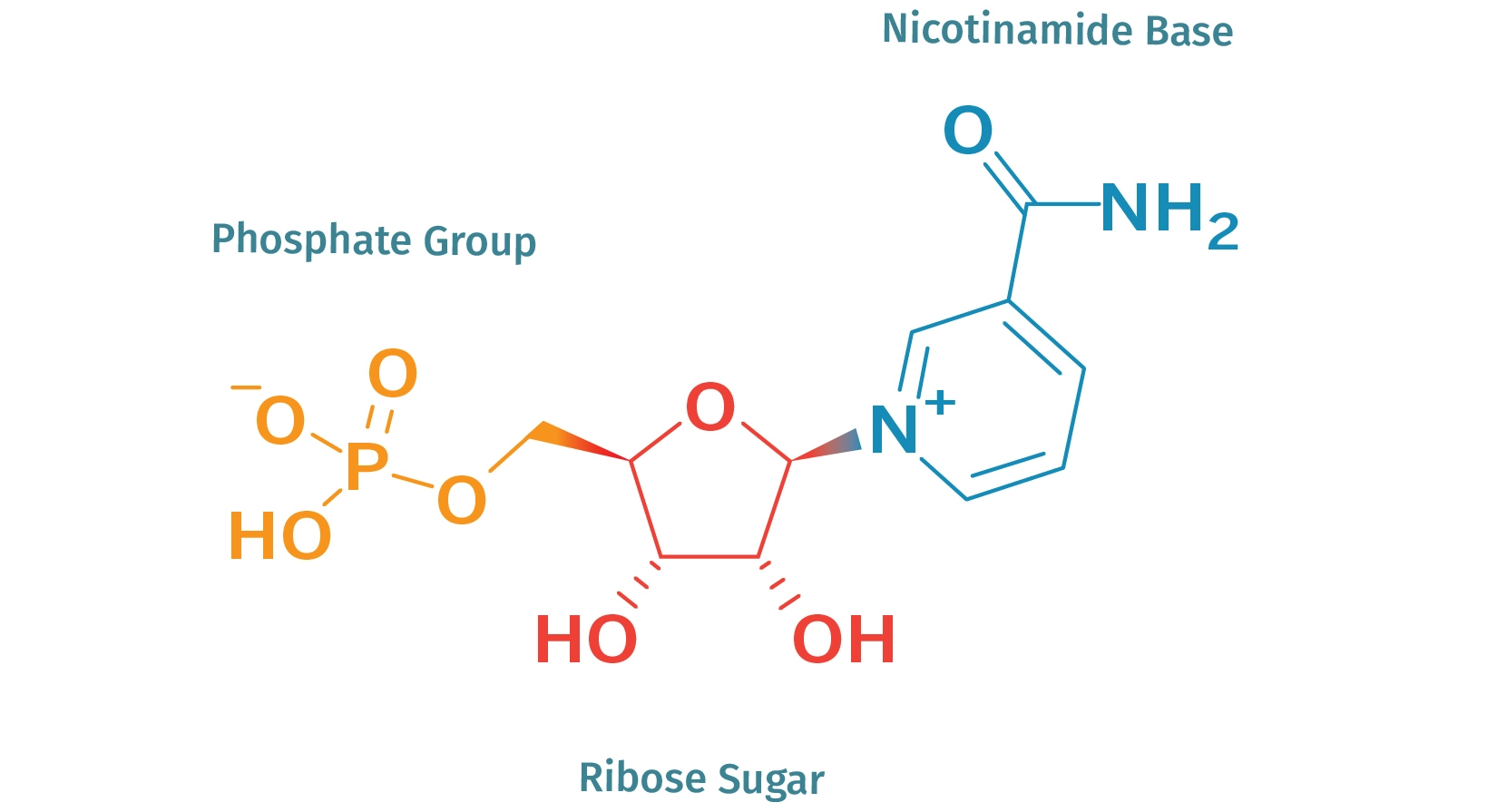 Benefits of Nicotinamide Mononucleotide (NMN)