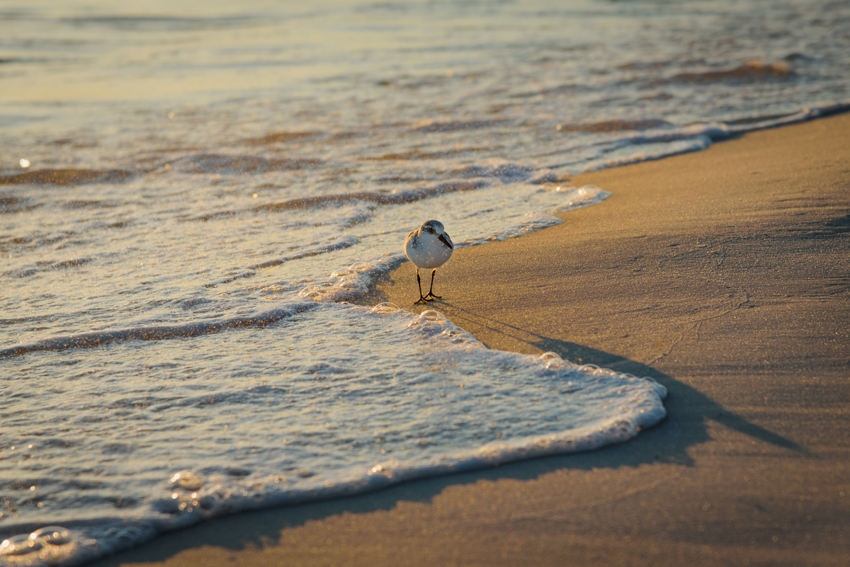 sandpiper on a beach in the curve of ocean foam